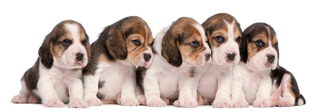 Grouping the cases, depicted as adorable beagle puppies.